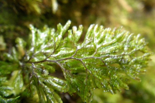 Hymenophyllum peltatum