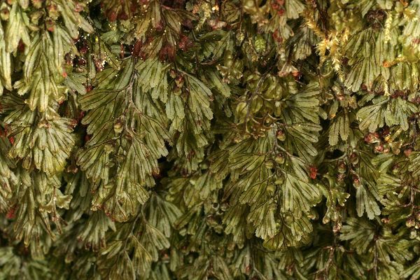 Tunbridge filmy fern
