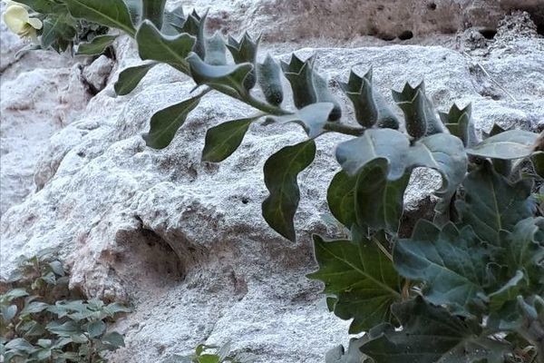 White henbane