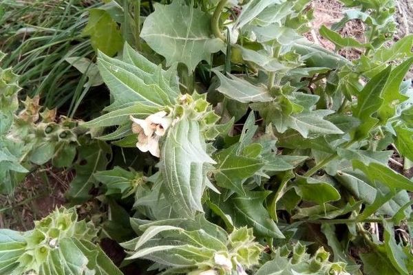 Common henbane