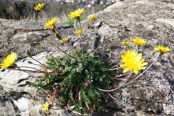 Perennial hyoseris