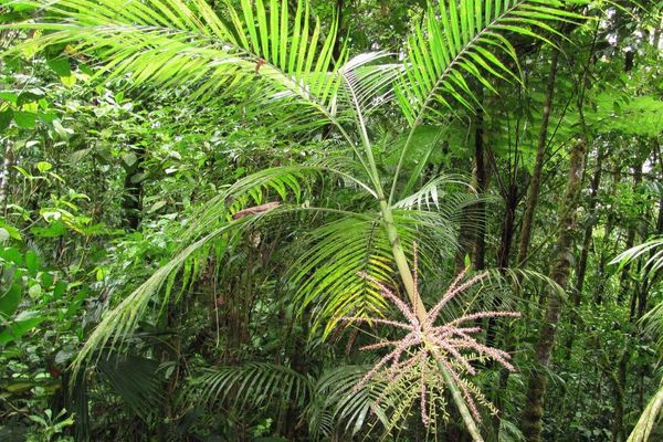 Hyospathe elegans