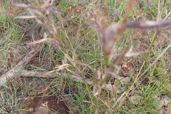 Tambookie grass