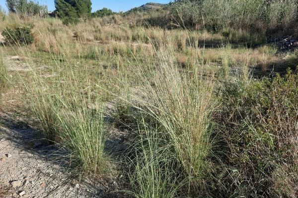 South african bluestem
