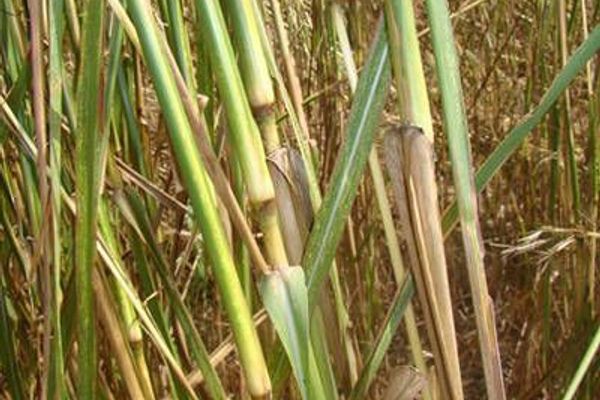 Jaragua grass