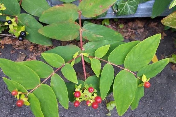 Tutsan