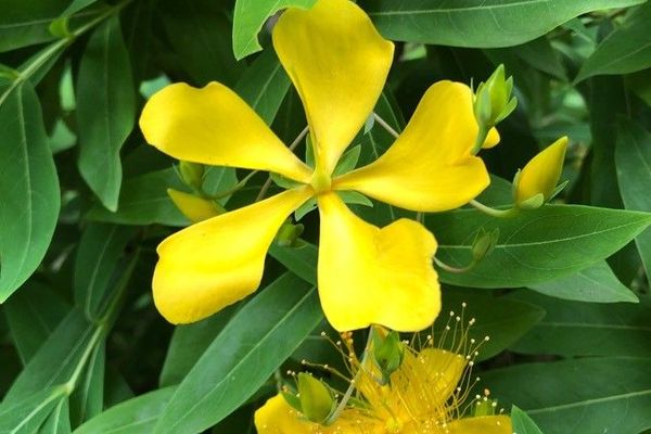 Great st. johnswort