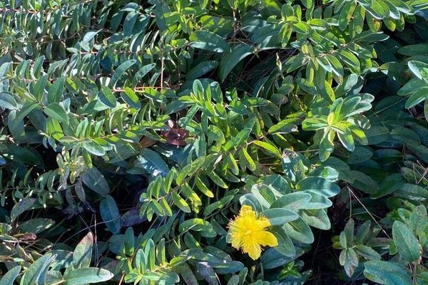 Rose-of-sharon