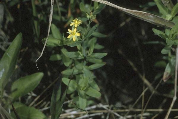 Irish st. john's-wort