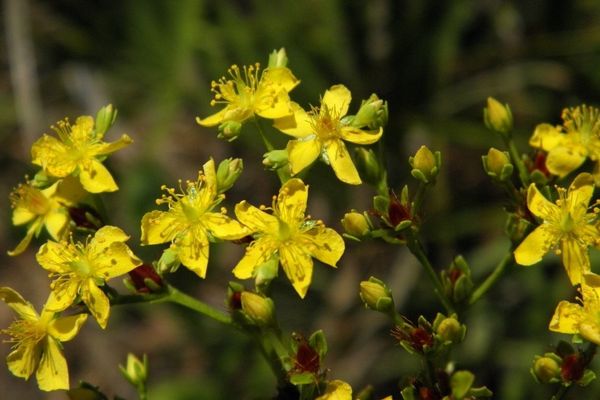 Round-pod st. john's-wort