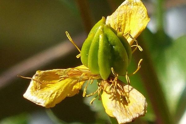 Hypericum coris