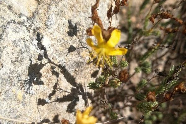 Hypericum ericoides