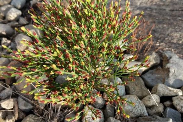 Orangegrass