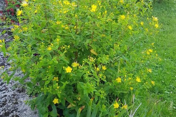 Stinking tutsan