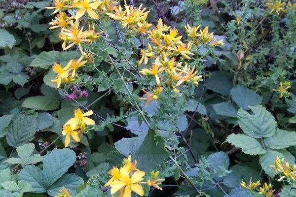 Hairy st. john's-wort