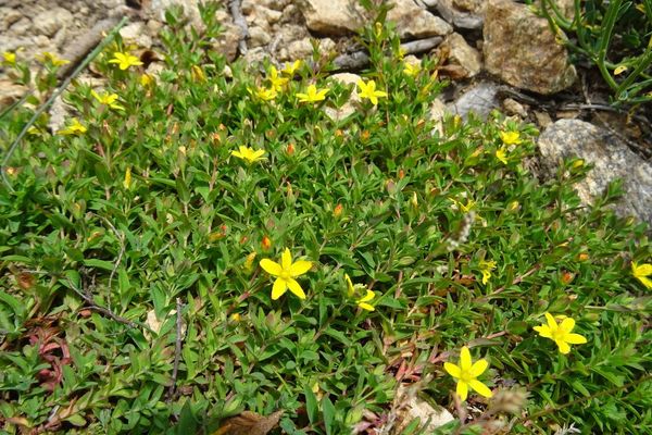 Trailing st. john's-wort