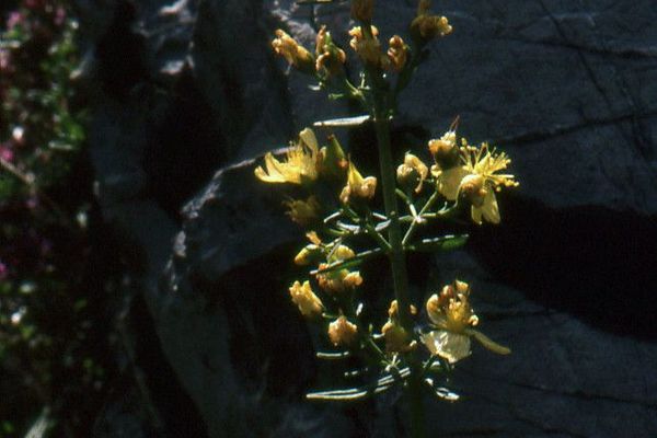 Hypericum hyssopifolium