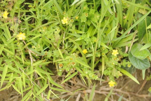 Matted st. john's-wort