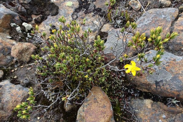 Hypericum juniperinum