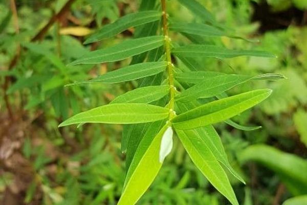 Hypericum lanceolatum