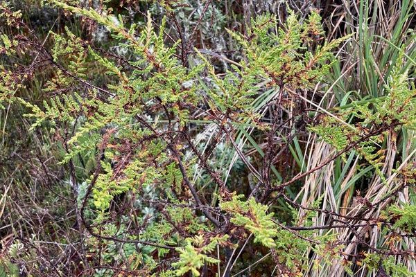 Hypericum laricifolium