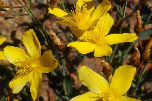 Toadflax-leaf st. john's-wort