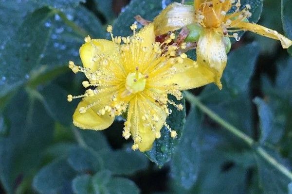 Spotted st. john's-wort
