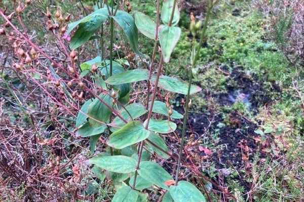 Pale st. john's-wort