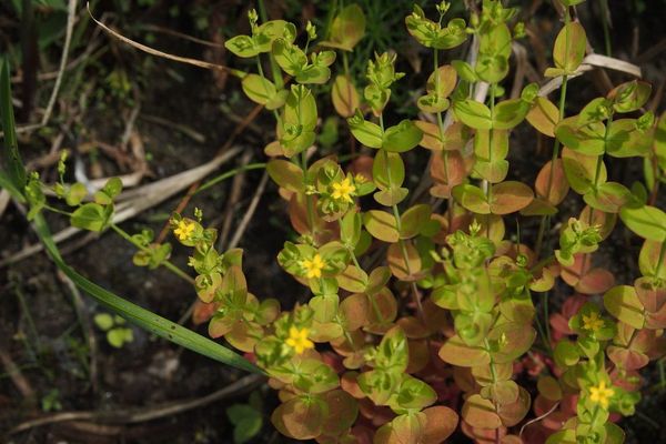Dwarf st. johnswort