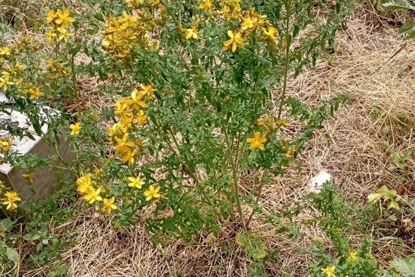 Hypericum perfoliatum