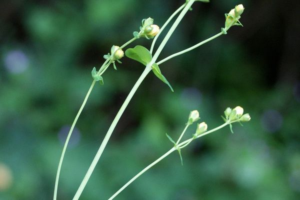 Slender st. john's-wort