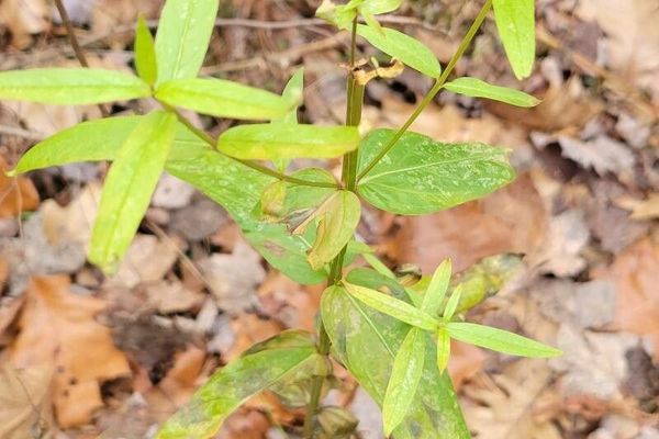 Dotted st. john's-wort