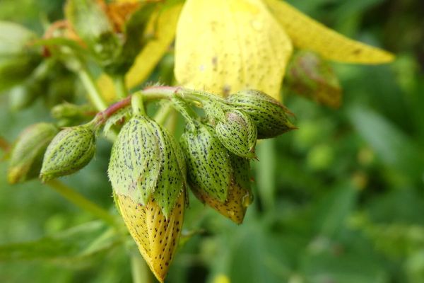 Alpine st john's-wort