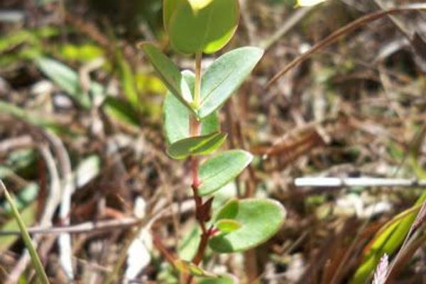 Fourpetal st. johnswort