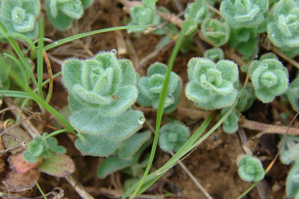 Hypericum tomentosum