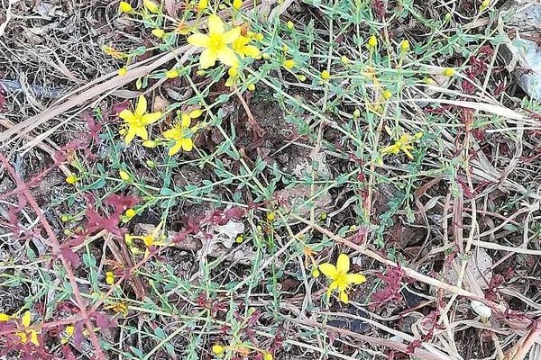 Tangled hypericum