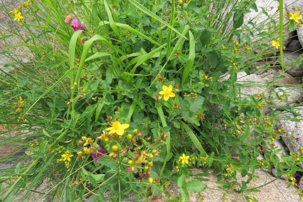 Wavy st. john's-wort