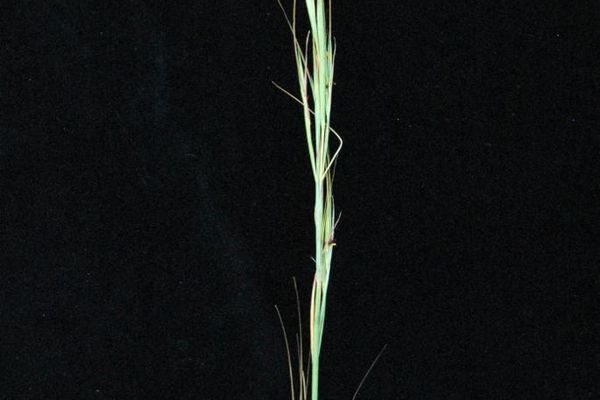 Hyperthelia dissoluta