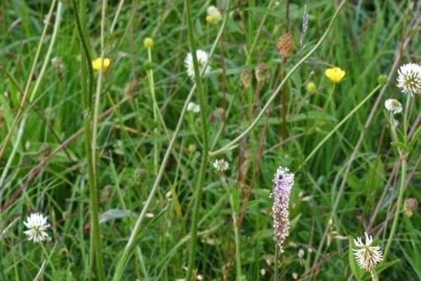 Spotted cat's-ear
