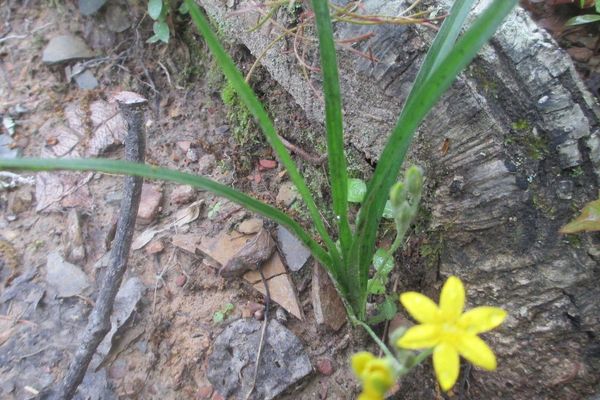 Yellow star-grass