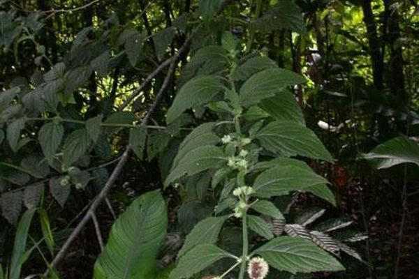Knobweed