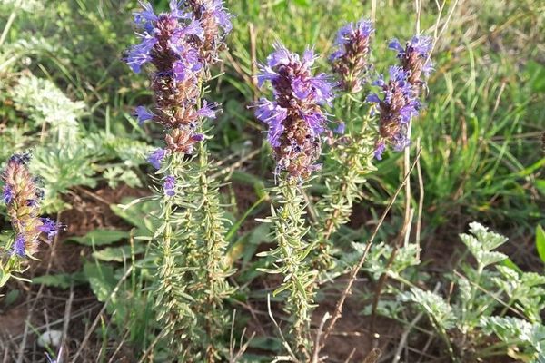 Hyssop
