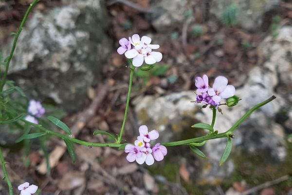 Bitter candytuft
