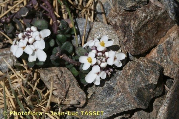 Pruit's candytuft