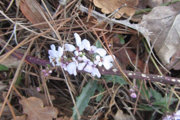Candytuft