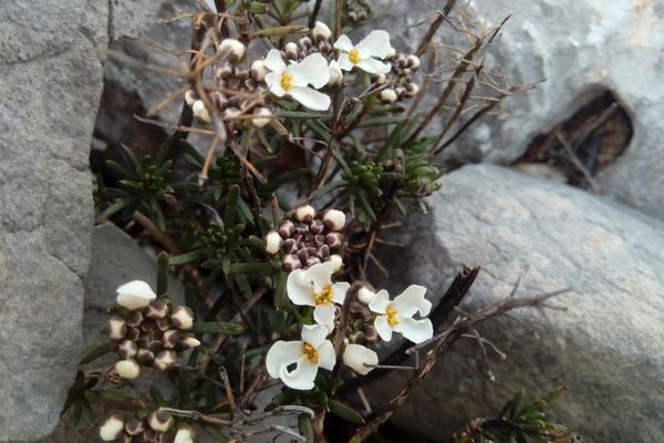 Candytuft