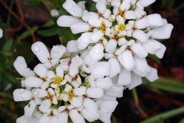 Evergreen candytuft