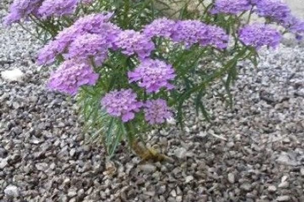 Garden candytuft