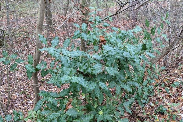 English holly