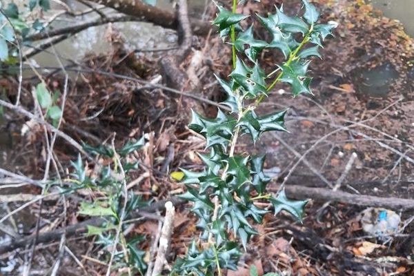 Chinese holly